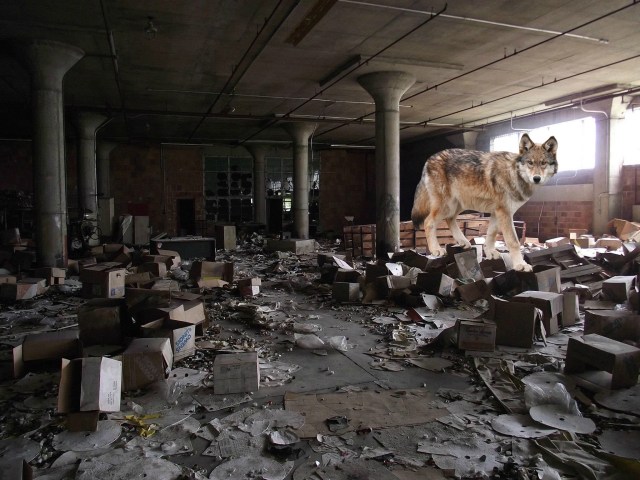 wolf in warehouse.jpg